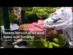 Fertilizante Quelato de Aminoácidos de Cálcio Solúvel em Água 15% para Bananeira