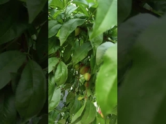 Hi Nitrogênio Líquido Aminoácidos Fertilizantes Plantas Sistema de Irrigação de Apoio