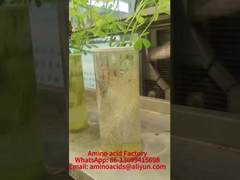 Minerais quelados com aminoácidos de manganês promovem a absorção de fósforo