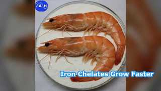 Quelatos de aminoácidos de ferro para alimentação impulsionam o crescimento animal