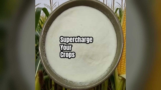 Boost Crop produz aminoácidos em pó 80%