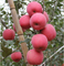Fertilizante de Potássio Melhora Acumulação de Antocianina Coloração Vermelha de Maçãs Frutos